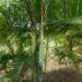 DYPSIS BARONII RARE MADAGASCAR PALM