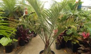DYPSIS DECARYI THE TRIANGLE PALM