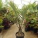 DYPSIS DECARYI THE TRIANGLE PALM