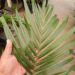 DYPSIS LEPTOCHEILOS THE TEDDY BEAR PALM