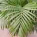 DYPSIS LUTESCENS THE ARECA PALM