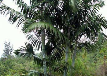 DYPSIS PEMBANA SINGLE TRUNK OR SUCKERING NATIVE TO PEMBA ISLAND