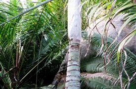 DYPSIS PLUMOSA THIN TRUNK PALM FROM MADAGASCAR