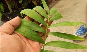 DYPSIS PRESTONIANA SINGLE TRUNK, BEAUTIFUL A REAL WINNER!