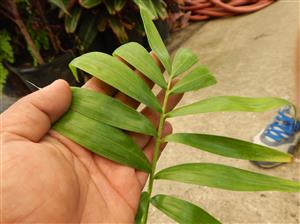 DYPSIS PRESTONIANA SINGLE TRUNK, BEAUTIFUL A REAL WINNER!