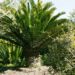ENCEPHALARTOS ALTENSTEINII LARGER GREEN CYCAD FROM SO AFRICA