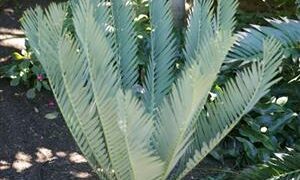 ENCEPHALARTOS MIDDELBURGENSIS VERY SOUGHT AFTER BLUE SOUTH AFRICAN CYCAD