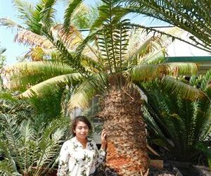 ENCEPHALARTOS AEMULANS GREEN, RARE CYCAD FROM SOUTH AFRICA