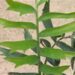 ENCEPHALARTOS ARENARIUS – BLUE VARIETY RARE SOUTH AFRICAN CYCAD