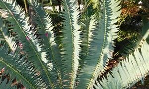 ENCEPHALARTOS MUNCHII A RARE CENTRAL AFRICAN CYCAD
