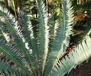 ENCEPHALARTOS MUNCHII A RARE CENTRAL AFRICAN CYCAD