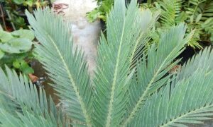 GOOD OFFERING OF 15 GALLON ENCEPHALARTOS LEHMANNII ONE OF THE MOST POPULAR CYCADS WE SELL