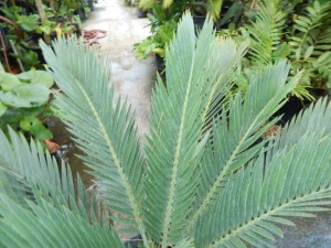 GOOD OFFERING OF 15 GALLON ENCEPHALARTOS LEHMANNII ONE OF THE MOST POPULAR CYCADS WE SELL