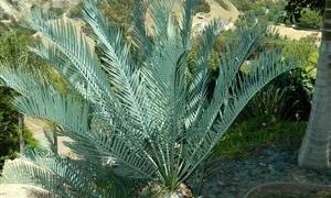 MALE IN CONE – 15 GALLON ENCEPHALARTOS LEHMANNII ONE OF THE MOST POPULAR CYCADS WE SELL LOVES COASTAL SUN AND HEAT