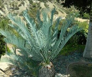 MALE IN CONE – 15 GALLON ENCEPHALARTOS LEHMANNII ONE OF THE MOST POPULAR CYCADS WE SELL LOVES COASTAL SUN AND HEAT