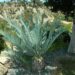 MALE IN CONE – 15 GALLON ENCEPHALARTOS LEHMANNII ONE OF THE MOST POPULAR CYCADS WE SELL LOVES COASTAL SUN AND HEAT