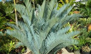 ENCEPHALARTOS LEHMANNII RARE BLUE SOUTH AFRICAN CYCAD FOR FULL COASTAL SUN