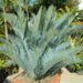 ENCEPHALARTOS LEHMANNII RARE BLUE SOUTH AFRICAN CYCAD FOR FULL COASTAL SUN