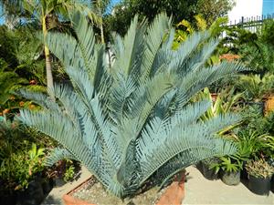ENCEPHALARTOS LEHMANNII RARE BLUE SOUTH AFRICAN CYCAD FOR FULL COASTAL SUN