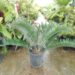 ENCEPHALARTOS LONGIFOLIUS BEAUTIFUL SOUTH AFRICAN CYCAD WITH GREEN TO BLUE LEAVES