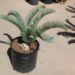 ENCEPHALARTOS LONGIFOLIUS – BLUE FORM MEDIUM TO LARGE RARE SOUTH AFRICAN CYCAD