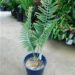 ENCEPHALARTOS MUNCHII A BLUE TO BLUE-GREEN AFRICAN CYCAD