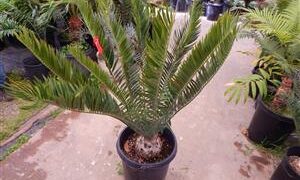 ENCEPHALARTOS NATALENSIS TRANSKI FORM