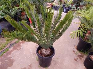 ENCEPHALARTOS NATALENSIS TRANSKI FORM