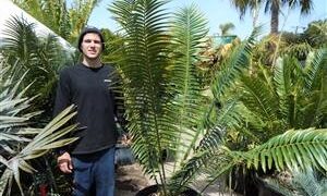 ENCEPHALARTOS PAUCIDENTATUS MEDIUM TO LARGE RARE SOUTH AFRICAN CYCAD
