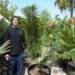 ENCEPHALARTOS PAUCIDENTATUS MEDIUM TO LARGE RARE SOUTH AFRICAN CYCAD
