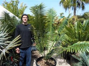 ENCEPHALARTOS PAUCIDENTATUS MEDIUM TO LARGE RARE SOUTH AFRICAN CYCAD