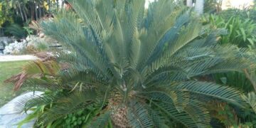 ENCEPHALARTOS PRINCEPS A SOUGHT AFTER AND FAVORITE BLUE SOUTH AFRICAN CYCAD