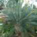 ENCEPHALARTOS PRINCEPS A SOUGHT AFTER AND FAVORITE BLUE SOUTH AFRICAN CYCAD