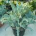 ENCEPHALARTOS TRISPINOSUS BLUE SOUTH AFRICAN CYCAD