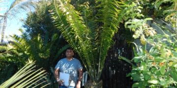 ASSORTED MATURE CONING SIZED CYCADS MANY SHOWN BELOW CAN TOLERATE SOME SHADE