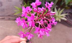 EPIDENDRON ORCHID VARIOUS COLORS AVAILABLE – PINK – BLOSSOMS SHOWN HERE