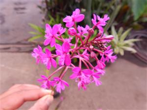 EPIDENDRON ORCHID VARIOUS COLORS AVAILABLE – PINK – BLOSSOMS SHOWN HERE