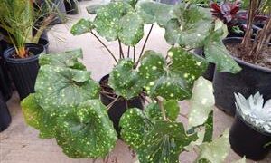 FARFUGIUM JAPONICUM VAR GIGANTEUM VARIEGATED GIANT LEOPARD LIGULARIA