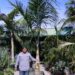 GAUSSIA MAYA A VERY DIFFERENT PALM FOR SO. CALIFORNIA