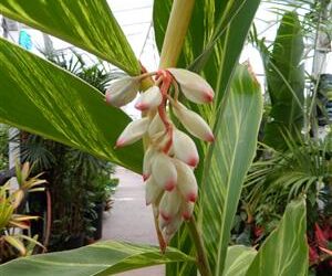 VARIEGATED SHELL GINGER NICE 5G SIZE READY FOR THE GARDEN