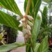VARIEGATED SHELL GINGER NICE 5G SIZE READY FOR THE GARDEN