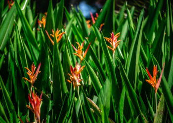 HELICONIA PSITTACORUM ANDROMEDA A RARE DWARF HELICONIA WITH ORANGE BLOSSOMS