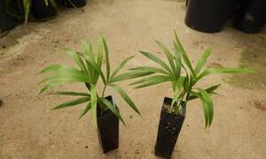 HOWEA BELMOREANA THE SENTRY OR UMBRELLA PALM