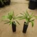 HOWEA BELMOREANA THE SENTRY OR UMBRELLA PALM