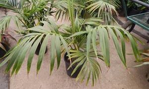 HOWEA FORSTERIANA THE KENTIA PALM