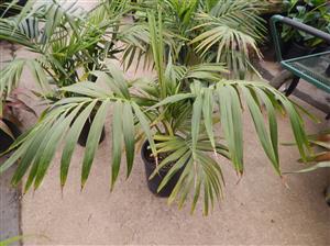 HOWEA FORSTERIANA THE KENTIA PALM
