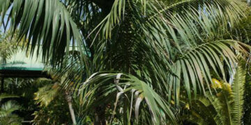 TRITHRINAX ACANTHICOMA AKA TRITHRINAX BRASILIENSIS