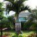 HYOPHORBE VERSCHAFELTII THE SPINDLE PALM