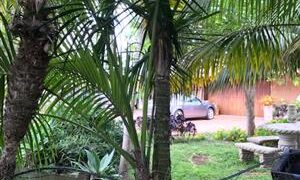 SPECIMEN SIZE KENTIA PALMS HOWEA FORSTERIANA