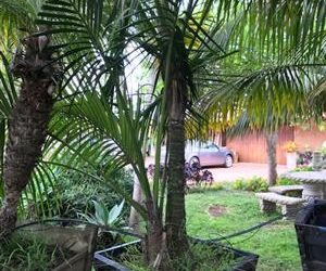 SPECIMEN SIZE KENTIA PALMS HOWEA FORSTERIANA